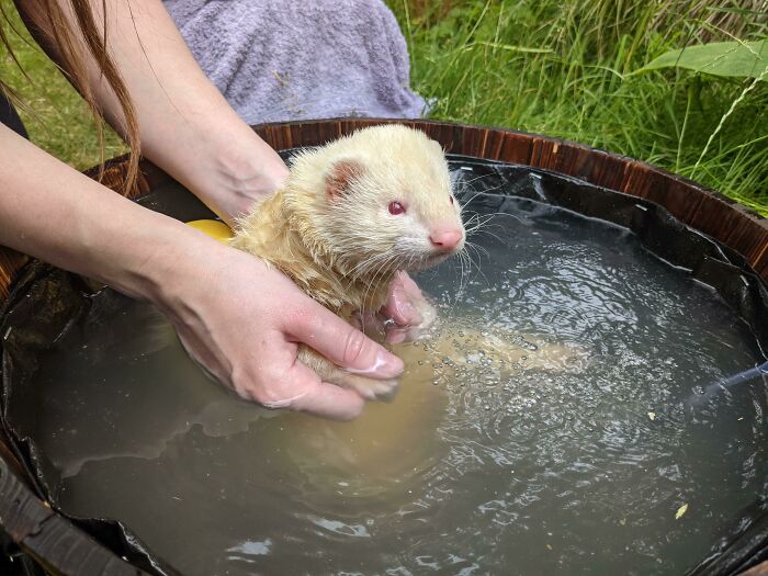 We Gave Rupert An Oat Bath In A Special Ferret-Jacuzzi (That's An Air Line For Bubbles!). He Was Very Patient