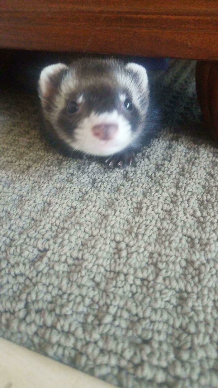 My Little Ferret Actually Being Still Enough For A Pic