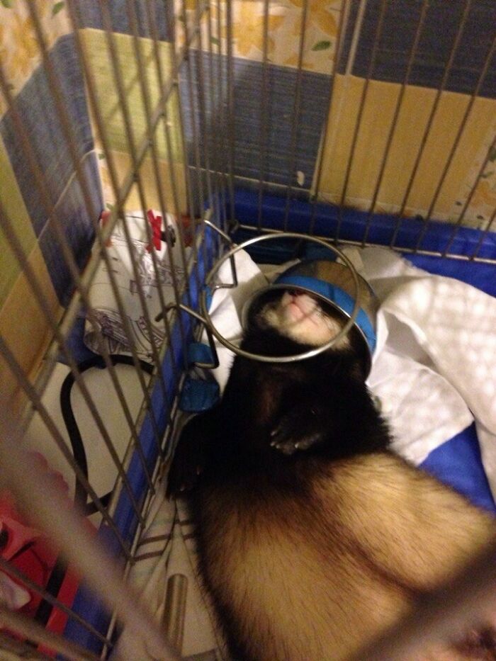 Un casco. Este hurón duerme con un tazón sobre la cabeza
