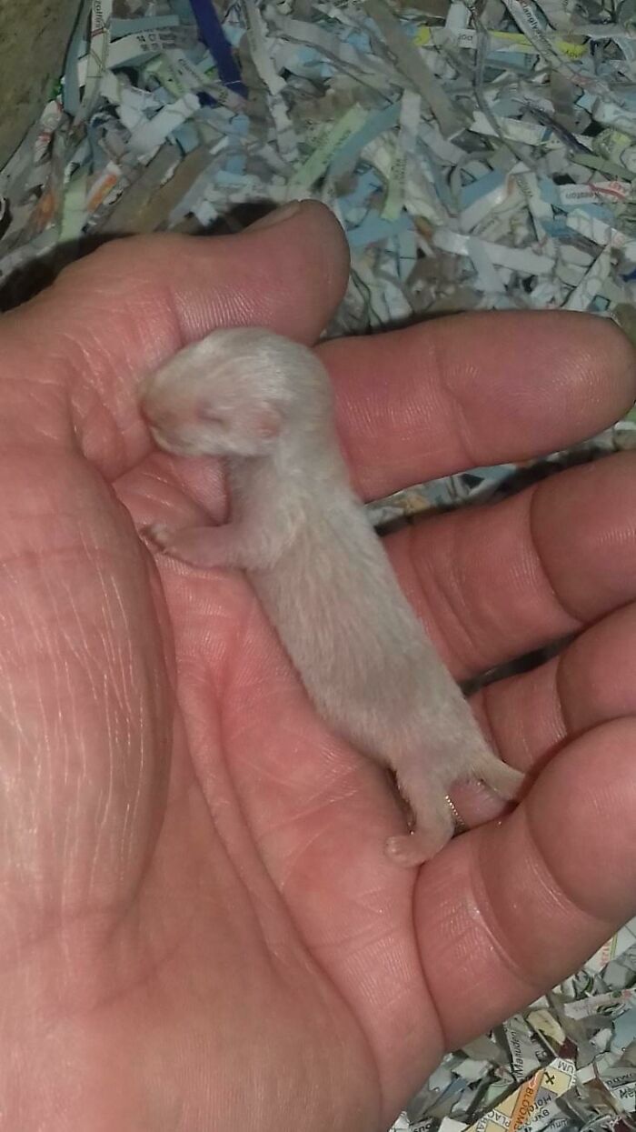 A 1 Day Old Baby Ferret