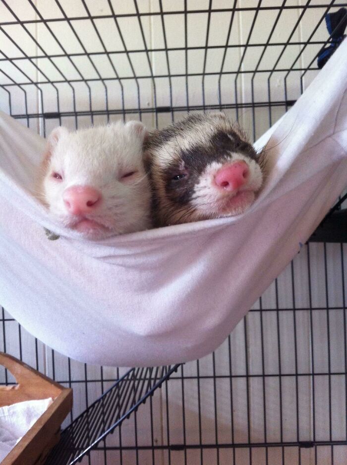 My Ferrets Being Constantly Adorable