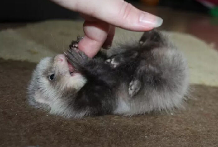 Here Is A Baby Ferret. That Is All
