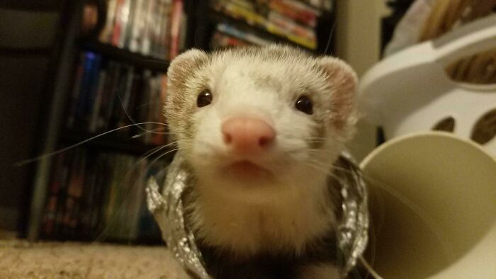 Meet Sid, I Know There Are Some Ferret Lovers Out There