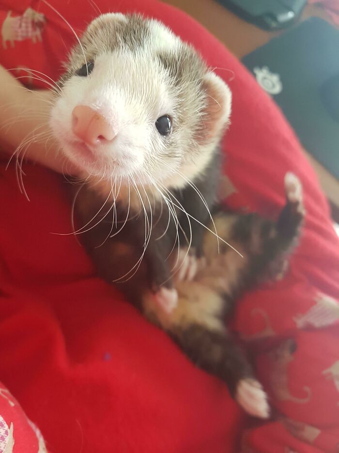 This Is By Far The Best Picture I've Ever Taken Of My Ferret. She Was 4 Months Old At That Time. Cuteness Overload