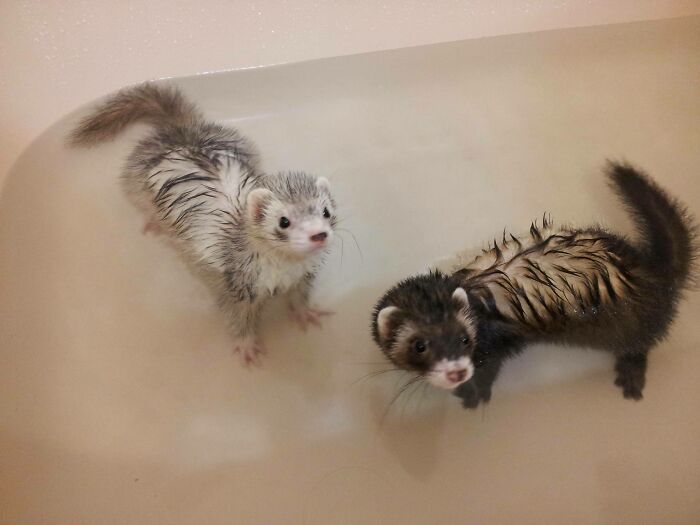 My Cute Baby Ferrets. Dean And Kuma. Bath Time