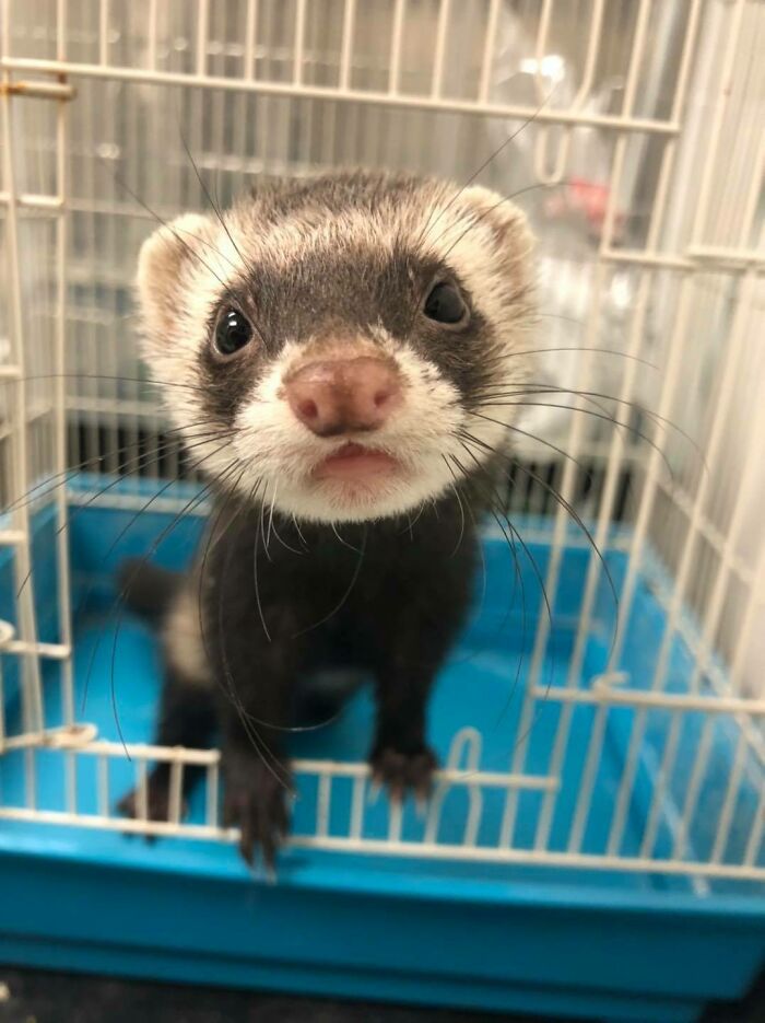 Stray Ferret That Was Found In Someone's Backyard And Brought To The Local Animal Shelter