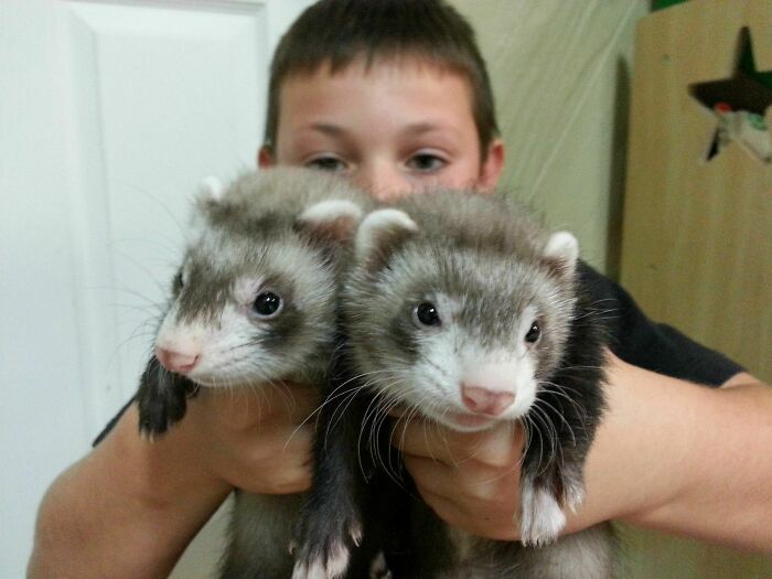 These Are My Ferrets, Wally And Axl