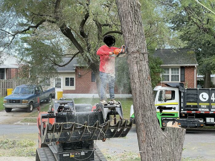 Getting A Tree Removed