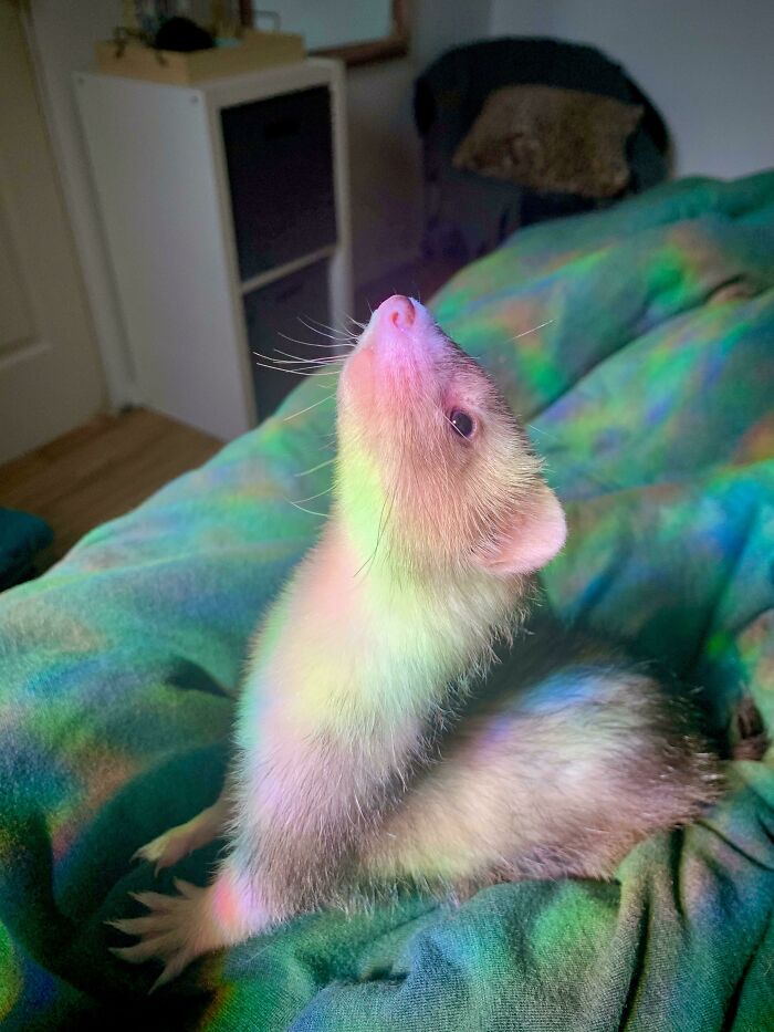 Magical Rainbow Ferret