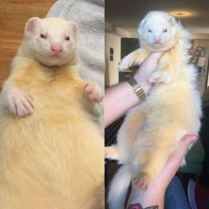 We Went Away For Two Weeks, And Returned To Find One Of Our Ferrets Had Grown His Winter Coat And Looks Majestic