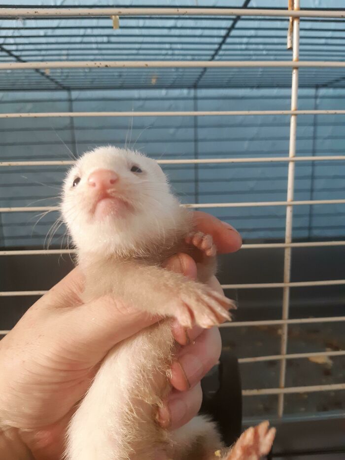 The First 1 To Open It's Eyes And Say Helloooo Stooopid Hoomans