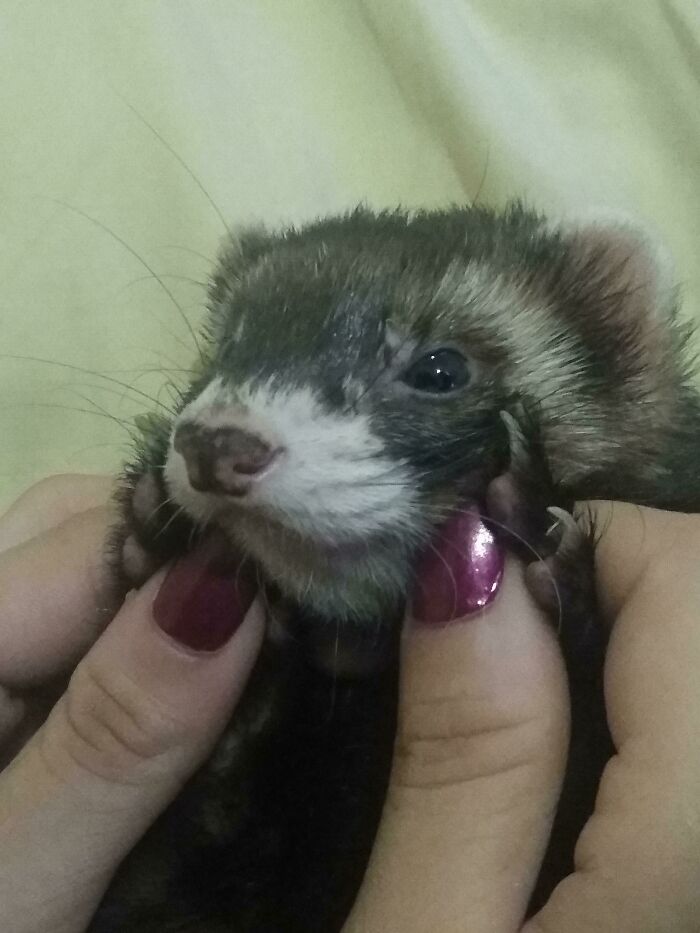 Anyone Else Let's Their Ferret Just Free Roam The House 24/7?