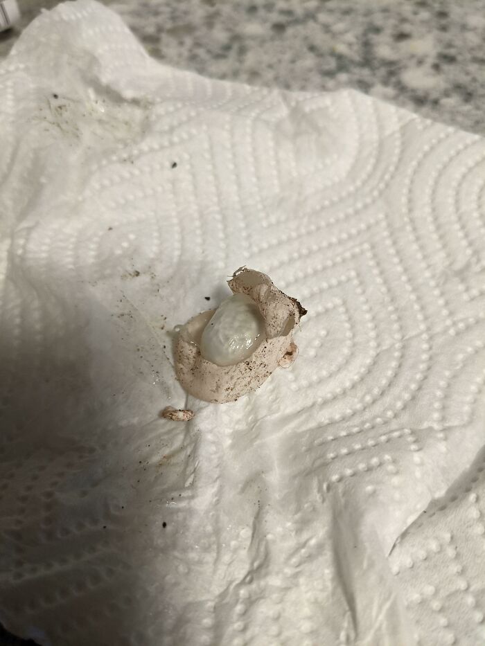 What Is This Thing? It's Soft And Squishy And About 3/4 Of An Inch Long. I Found About A Dozen Of Them