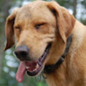 coopersdogpatch avatar