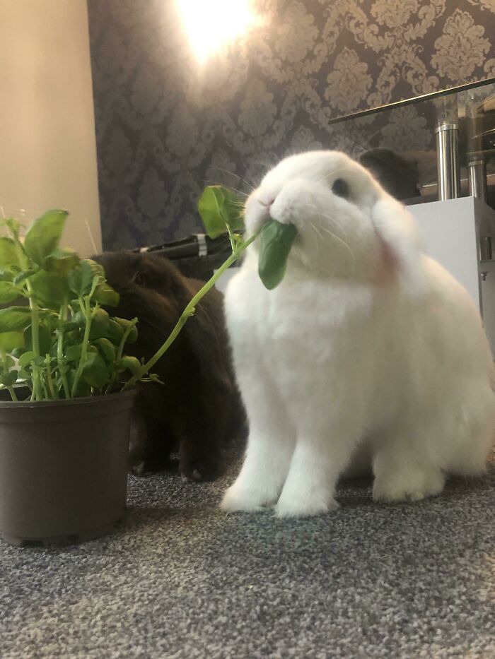 Pls Look At My Bunny Monching His Basil Very Proudly