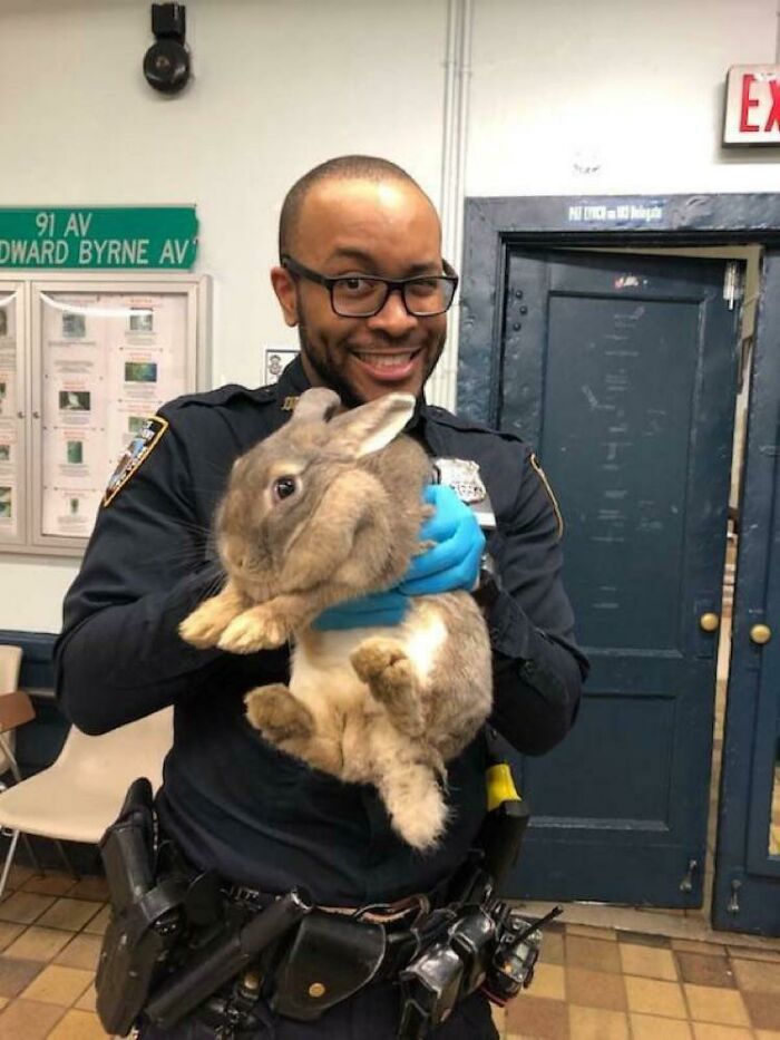 La policía de Nueva York rescató a este gran conejo