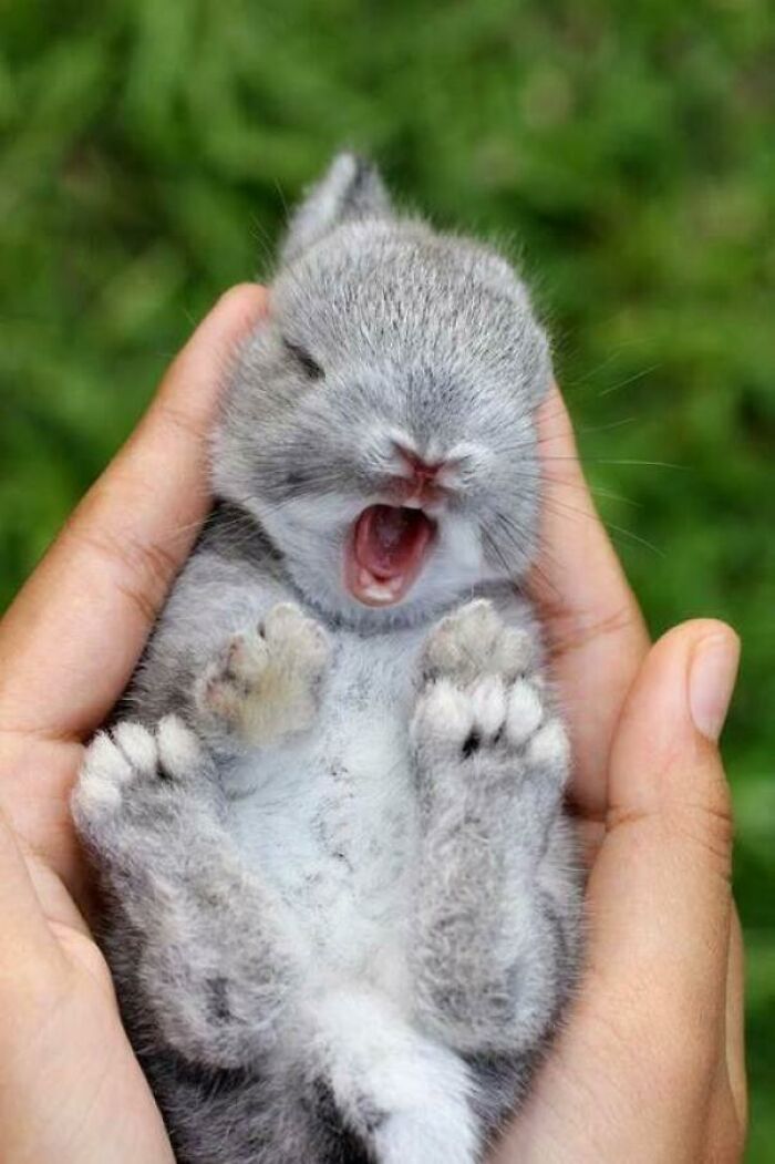 Conejo recién nacido