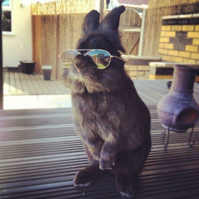 I See Your Cool Bunny And I Raise You A Top Gun Bunny