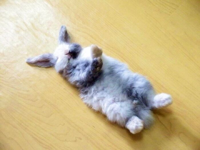 Así es como duerme mi conejo