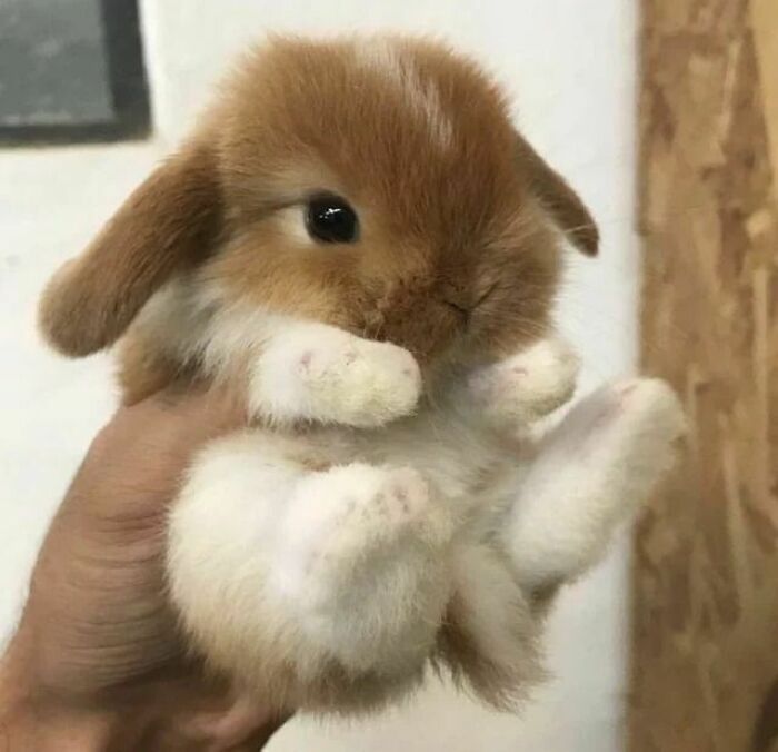 Someone Got A Cute Bunny