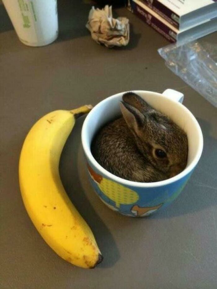 A Morning Cup Of Bunny