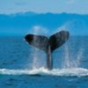 damianhenderson avatar