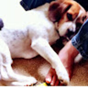 ratatoskeretco_ avatar