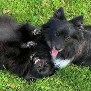 bullseyebabe72 avatar