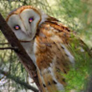 kathryncline-cook avatar