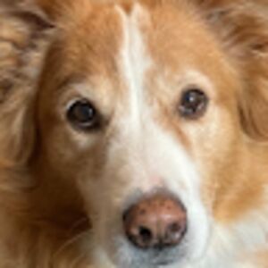 noahciel-tilton avatar