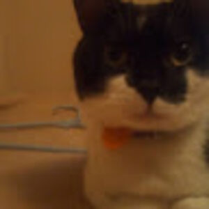 stacyjennings avatar