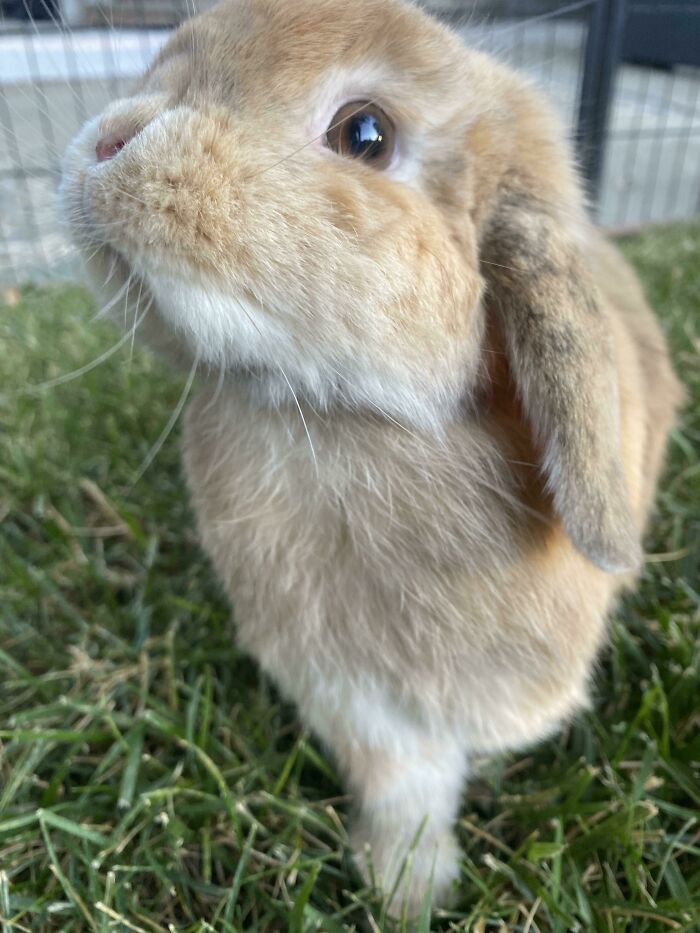 Hazel Really Is A Good Bunny