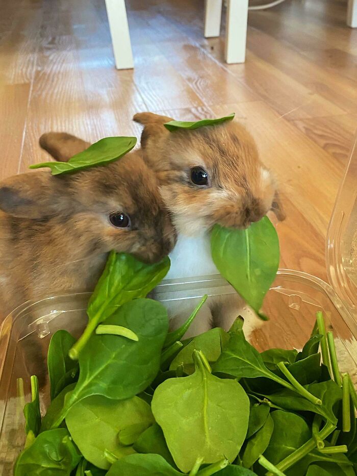 These Bunnies With Spinach Hats Enjoying Their Greens