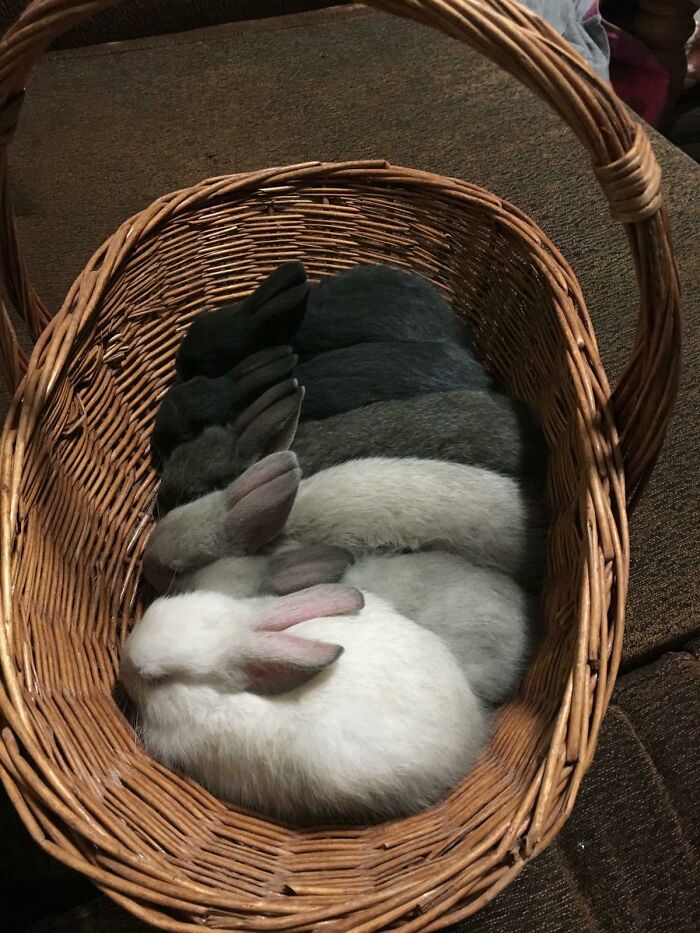 Cesto de conejos