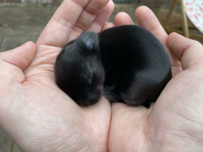 My Mum's Colleague Has A Litter Of 5 Day Old Bunnies, So We Went To See Them, And This Gorgeous Baby Fell Asleep In My Hands. I Think I've Been Chosen