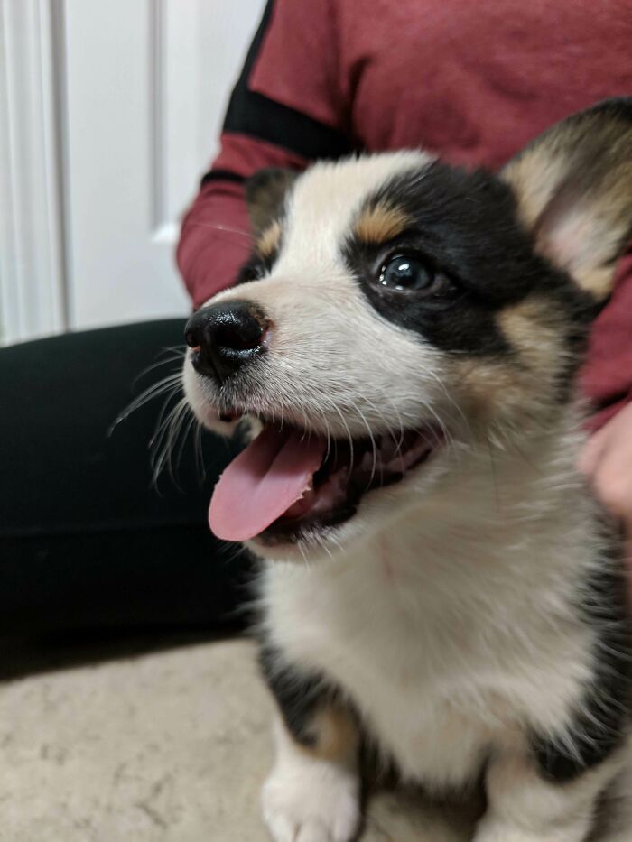 My Brother Shows Us Every Picture Of Corgis That He Sees. Tonight, My Dad Is Surprising Him With A New Pup