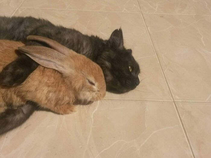 So, My Cousin Just Adopted This Bunny. It's Afraid Of Him, So, It Springs To The Cat To Protect It. The Cat Couldn't Care Less