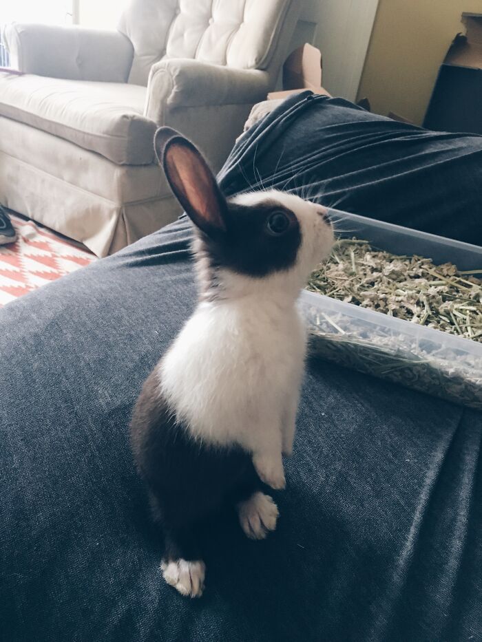 Eleanor, The Bunny