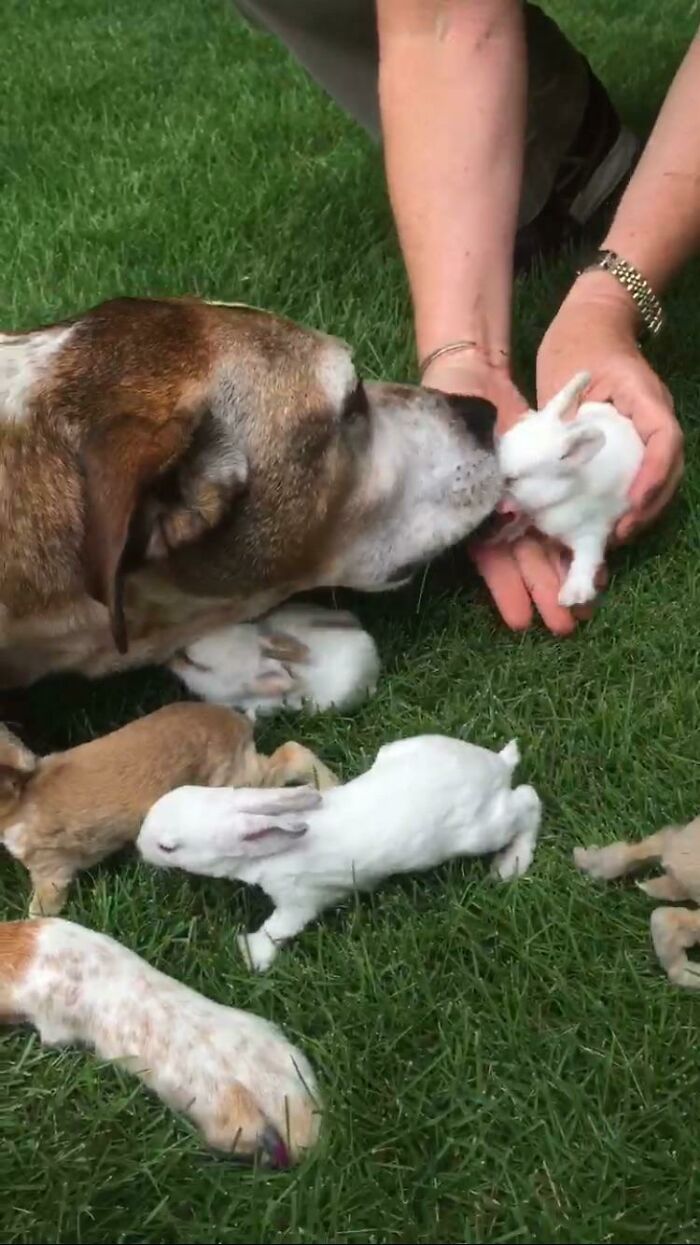 My Dog Likes To Lick All Our Baby Bunnies One By One And Pretend She Is Their Mom