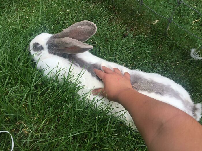 A Bunny Let Me Pet It Instead Of Running From Me! 10/10 Super Chill Bun Bun