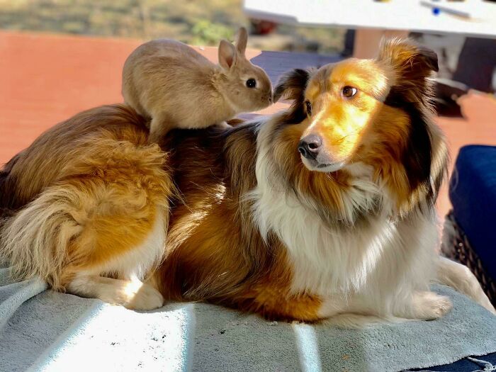 Mi perro y mi conejo están un algo enamorados el uno del otro