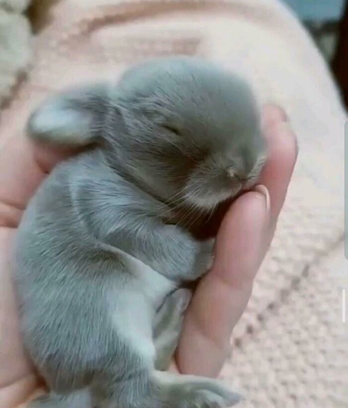 Bet You've Never Seen A Newborn Bunny