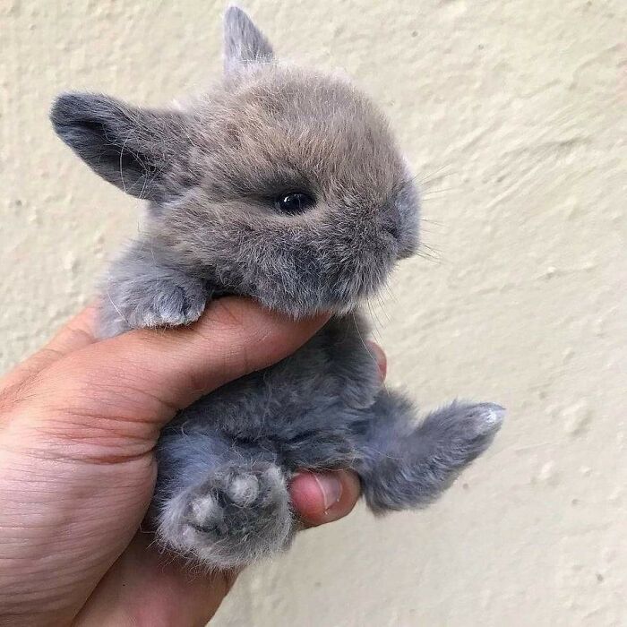 Pocket Sized Bunny