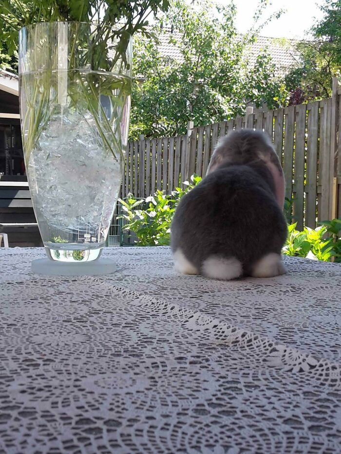 My Dad Took This Picture Of Our Bunny Last Summer. Thought It Was “Aww” Approved