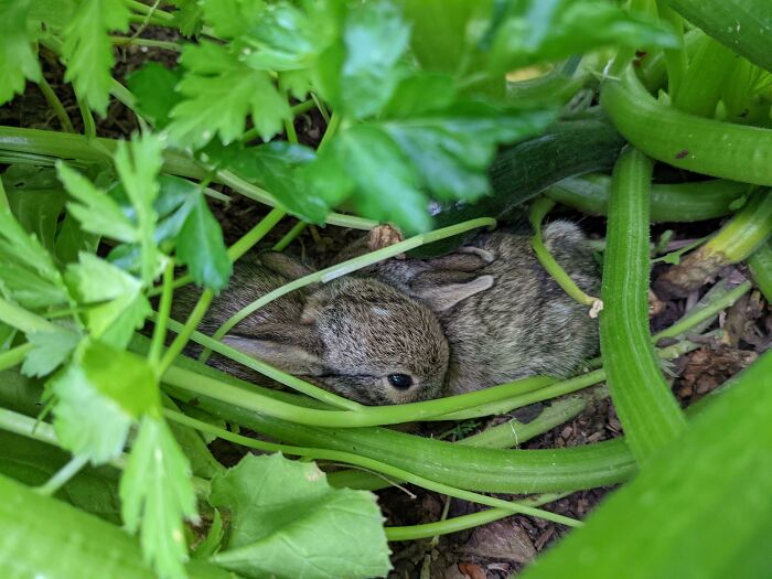 Our Zucchini Patch Has Become A Bunny Nursery