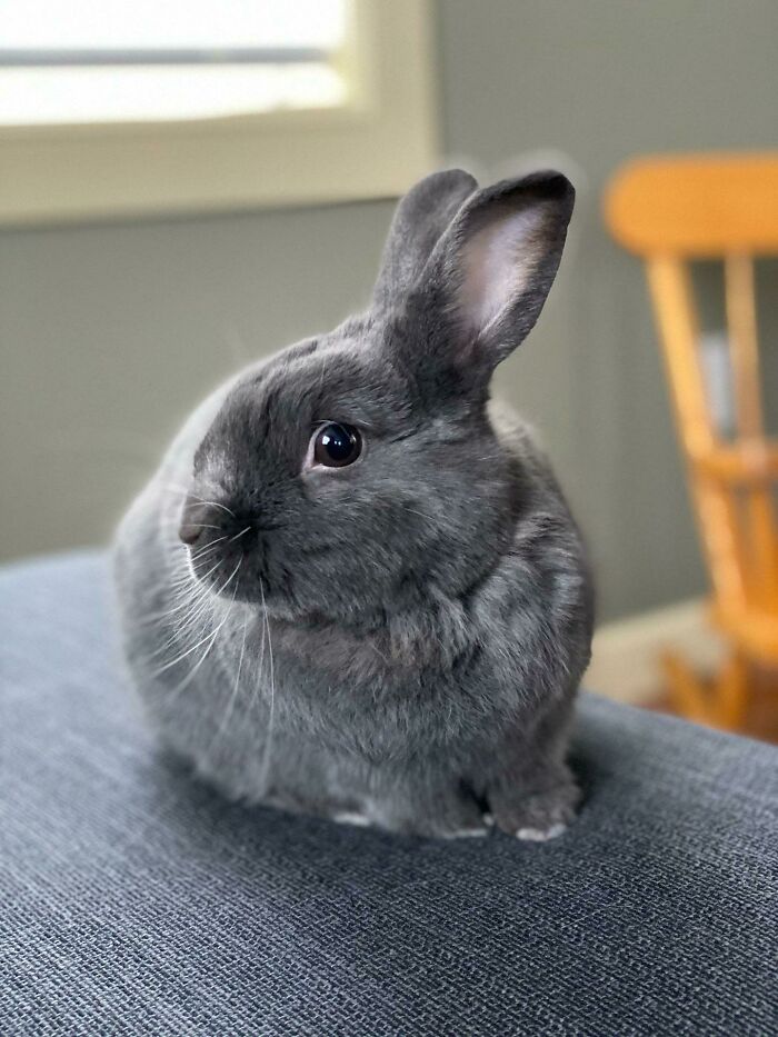 Took A Really Nice Photo Of My Bunny, Thought It Was Worth Sharing