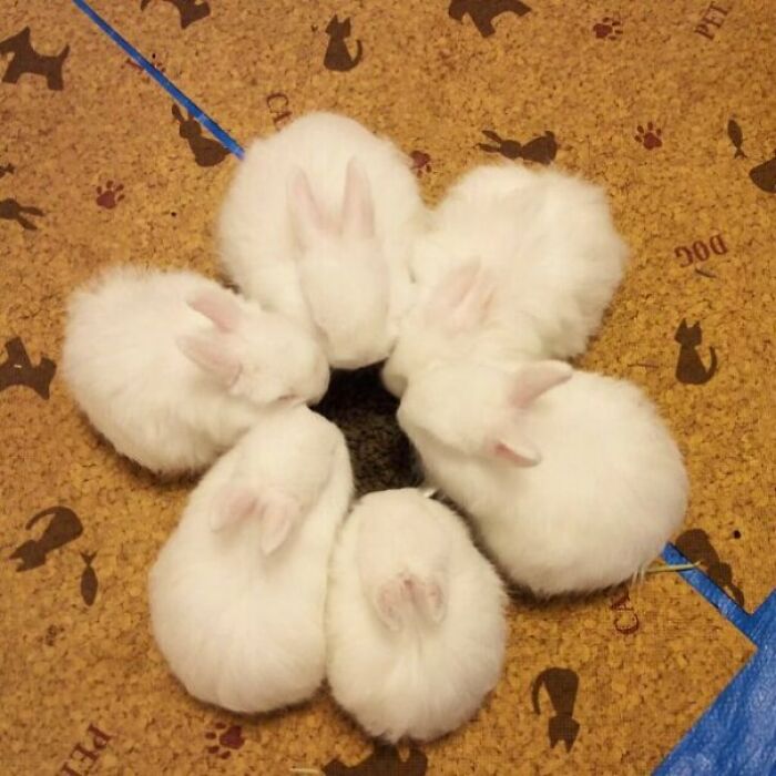 Reunión secreta de conejos