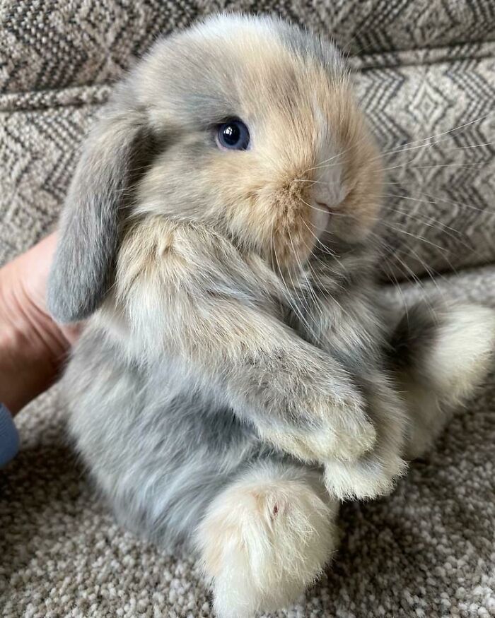 This Holland Lop Bunny