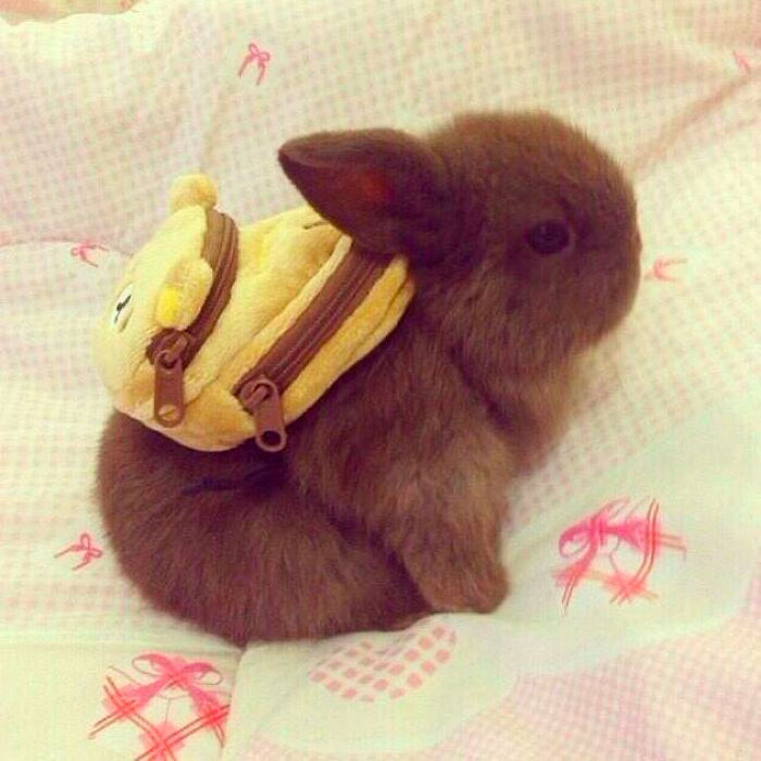 Bunny With A Backpack