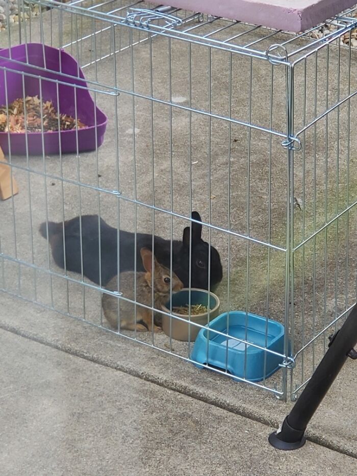 This Wild, Baby Bunny Squeezed Into Our Bunny's Playpen. Frodo Was Happy To Share Food With His New Friend